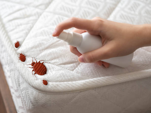 Best Insect Control  in Embreeville, TN