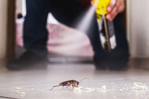 Best Pest Prevention Services  in Embreeville, TN